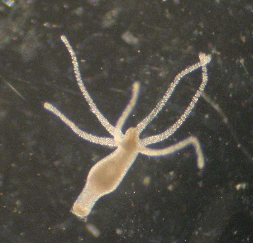 5 animals that are almost immortal (and one that actually is) | Fun