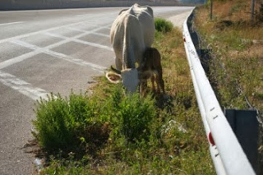  Μηχανή συγκρούστηκε με αγελάδα στο ύψος των Φοιτητικών Εστιών στην Ξάνθη!