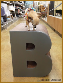 B is for Bailey