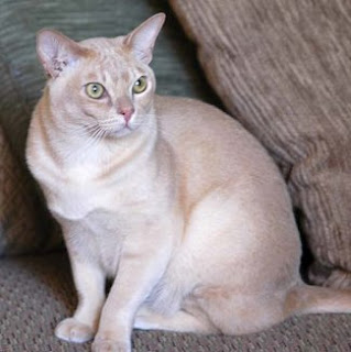 European Burmese Cat Pictures