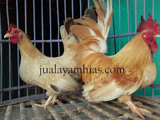 Ayam Kate Dewasa Sepasang
