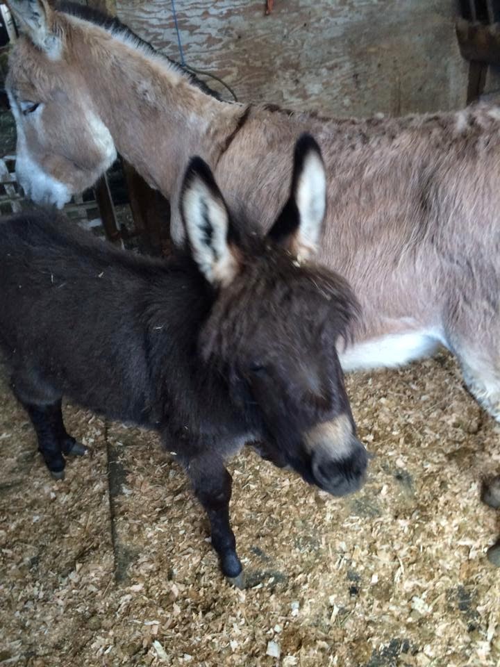 Baby donkey