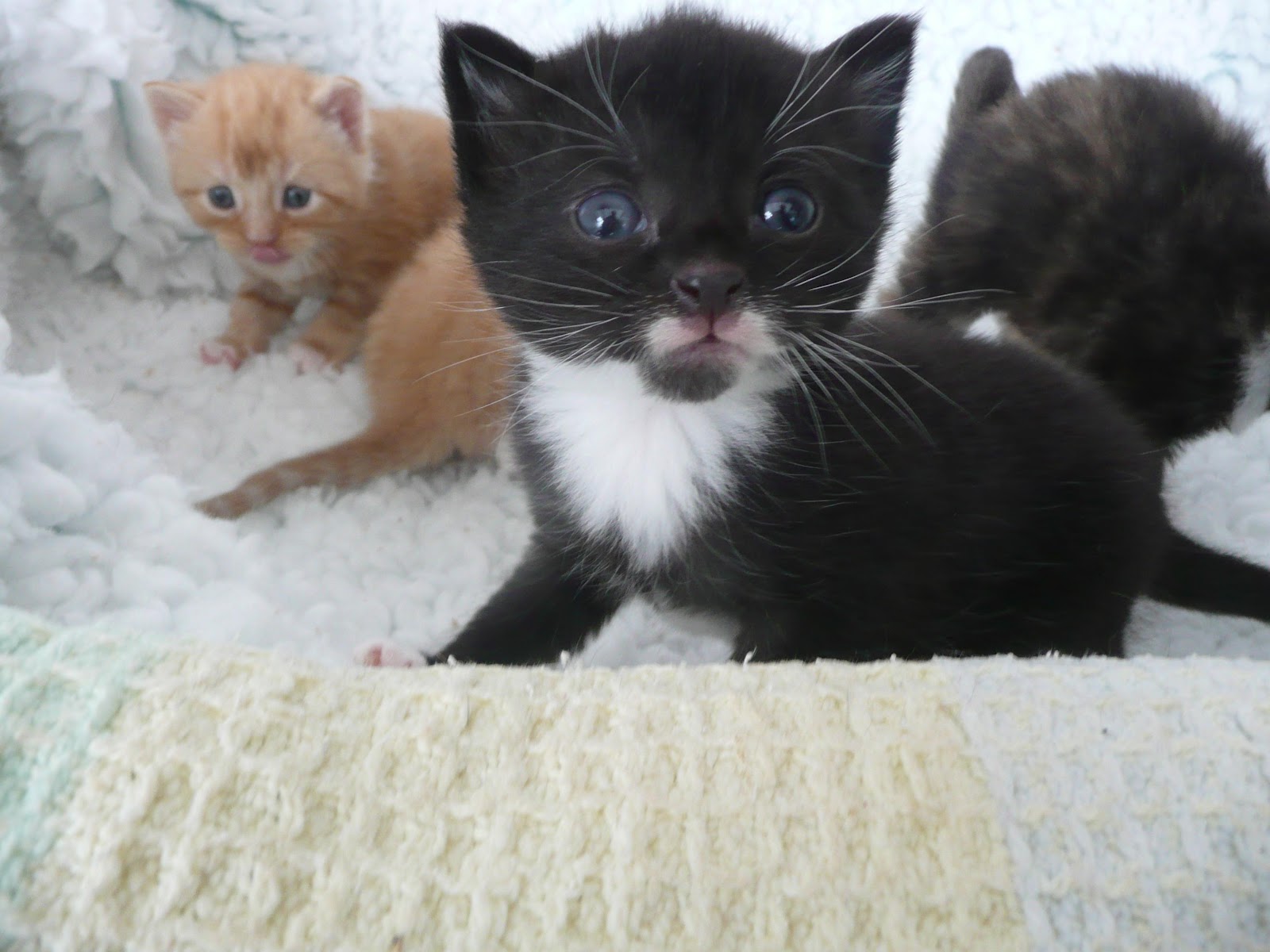 Cats Protection Exeter Axhayes Adoption Centre July 2012