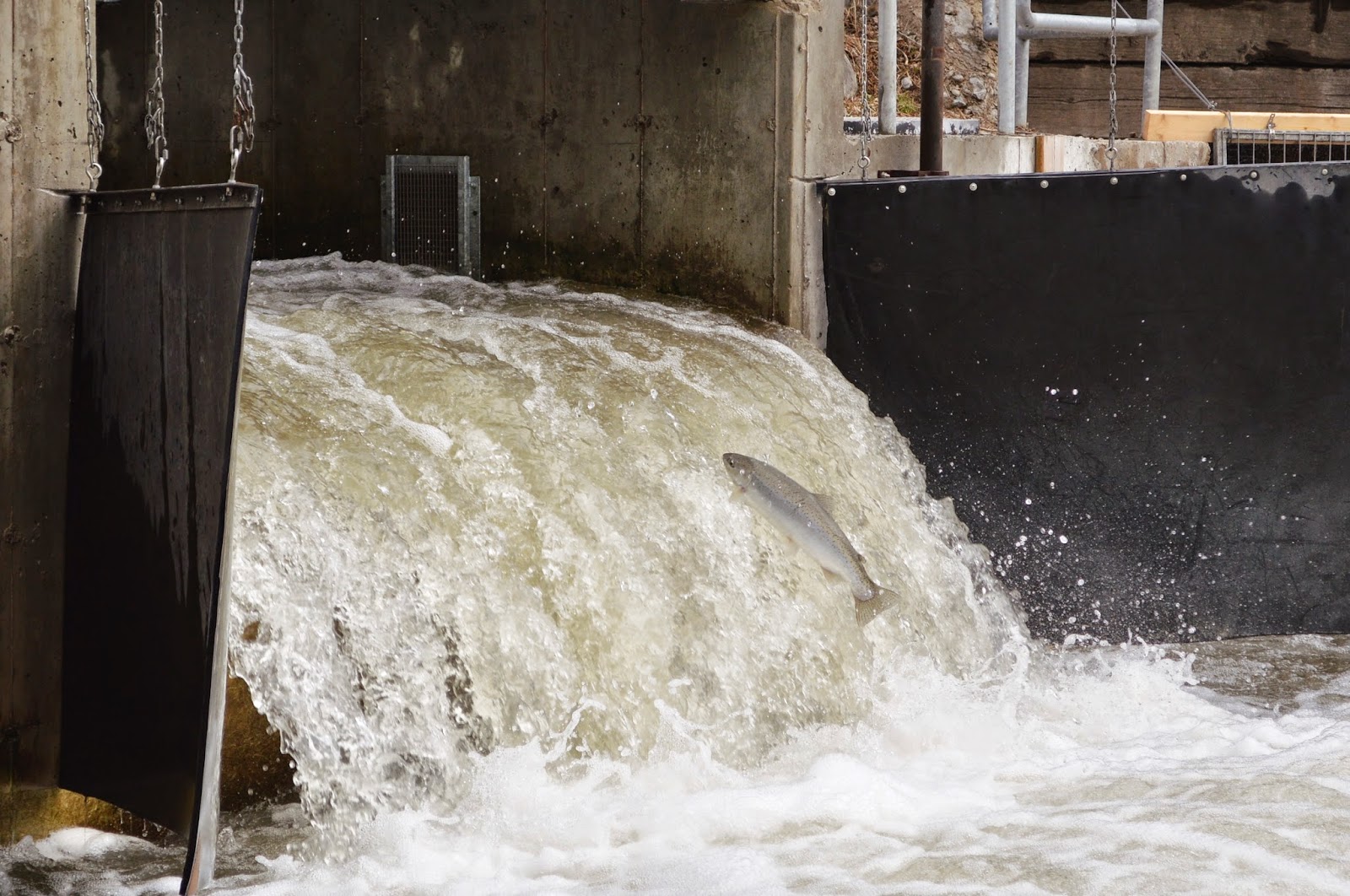 Mothering with Mindfulness : Visiting the Fish Ladder