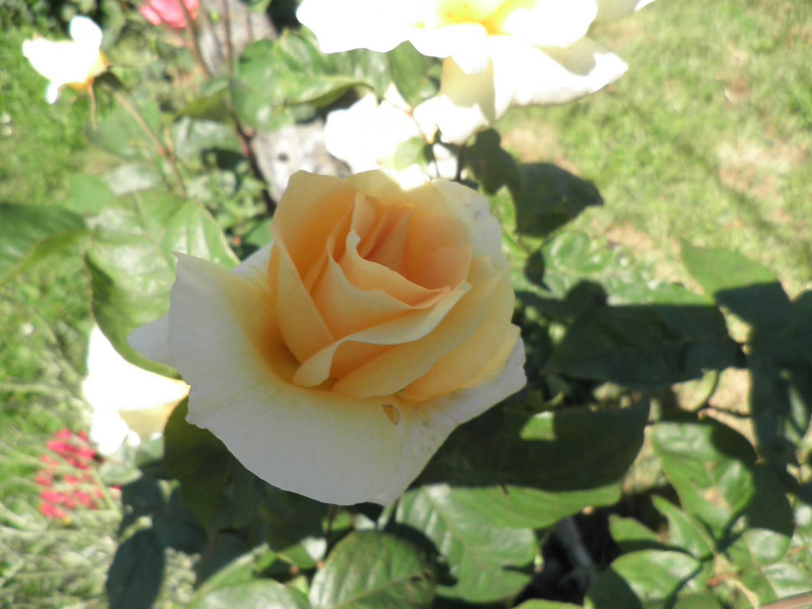 Como ter certeza se é autismo?