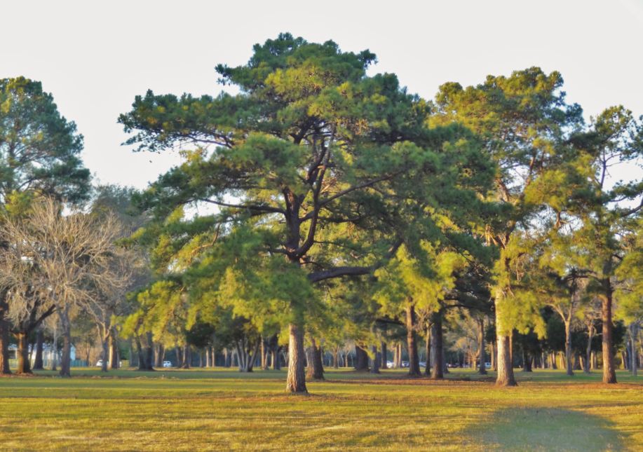 HTownWest Photo Blog Arrival of Spring as early as first week of March