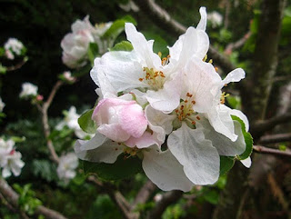 Flores del manzano