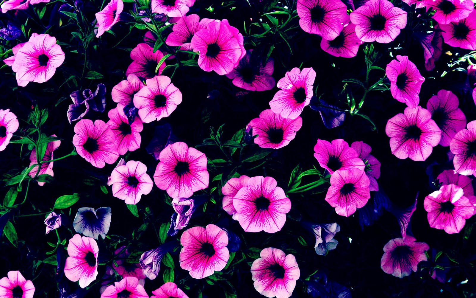 Beautiful Wallpapers for Desktop: Purple Flowers HD Wallpapers