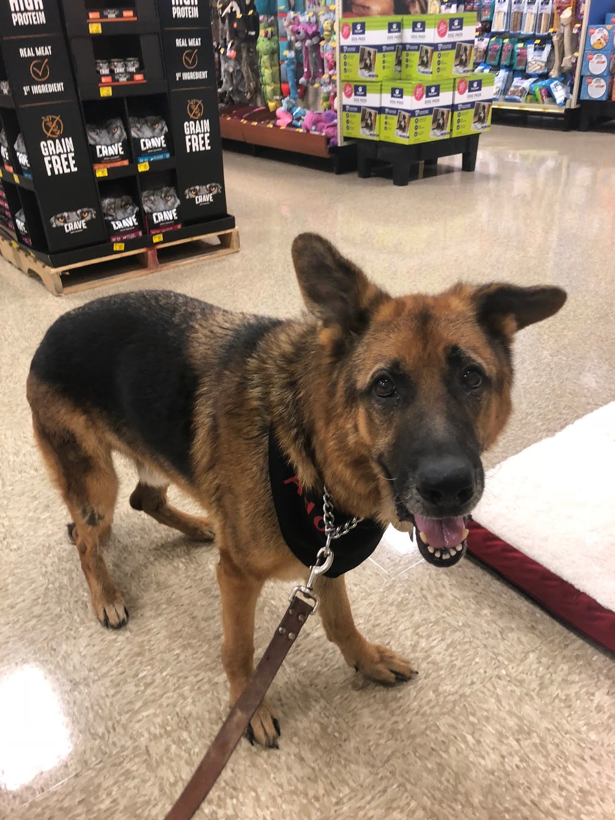 VA Dog Rescue: A different perspective on the day