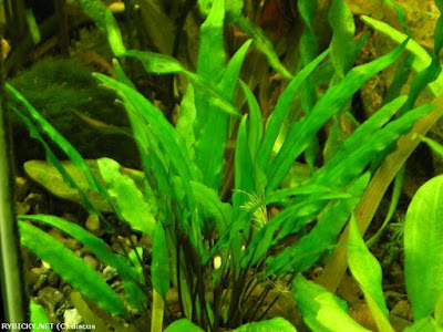 Cryptocoryne wendtii Cryptocoryne wendtii
