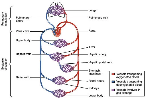 Sistem peredaran Darah Jantung