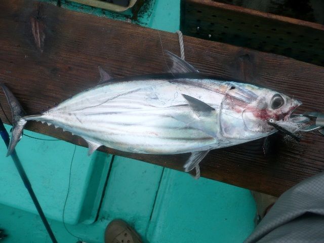 Jenis Ikan Tuna