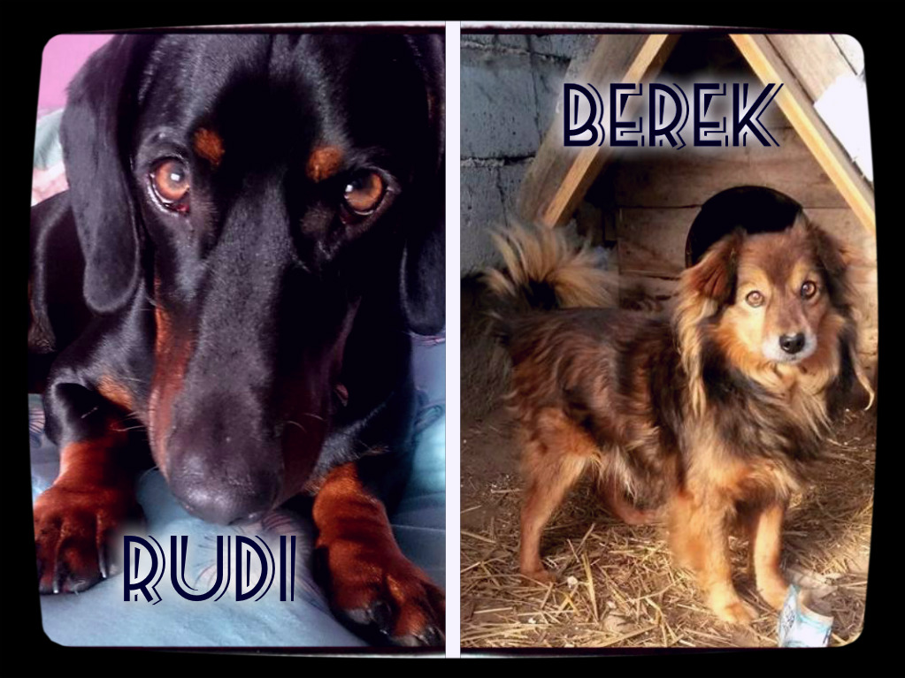Moi psi strażnicy: Rudi (2013-) i Berek (2005-)
