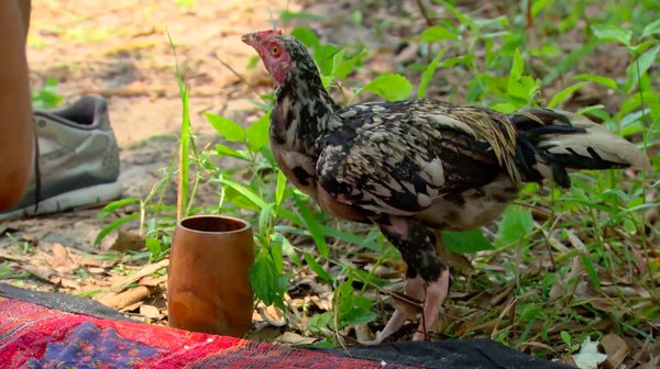 Randy S Chicken Blog Mark The Chicken