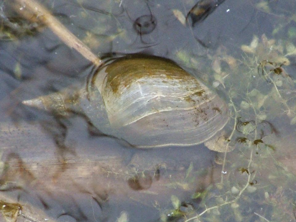 Snails and Slugs from Romania Lymnaea stagnalis