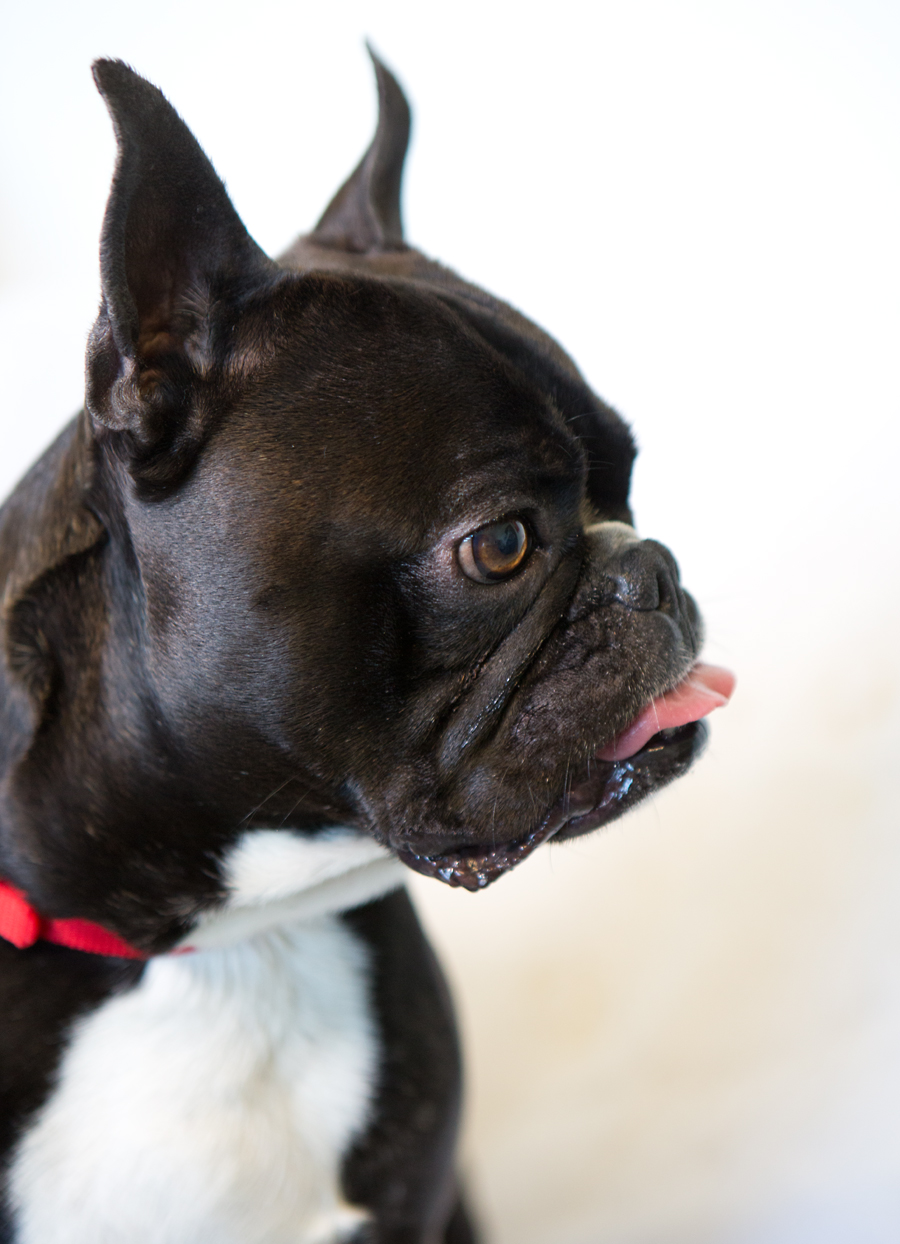 Shelter Dogs of Portland: "BOY TOY " fun big Boston Terrier mix