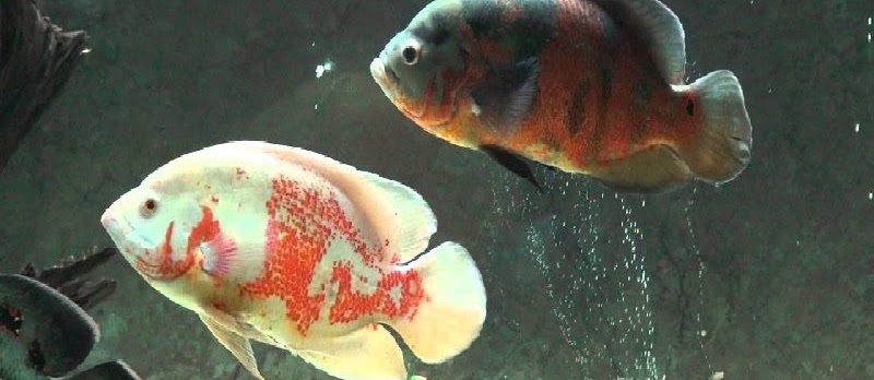 Tips Memilih Ikan Oscar yang Bagus dan Merawatnya