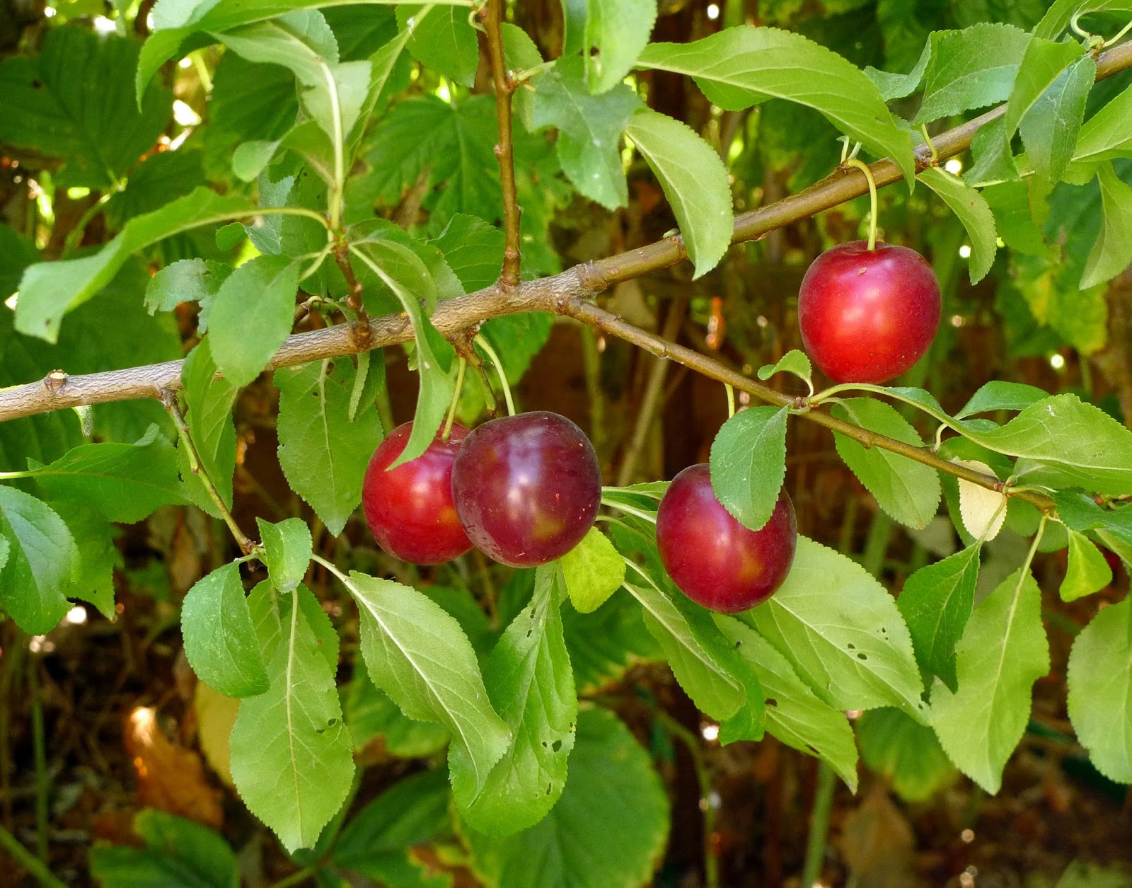 Wild Harvests: Cherry Plum an early plum gone wild