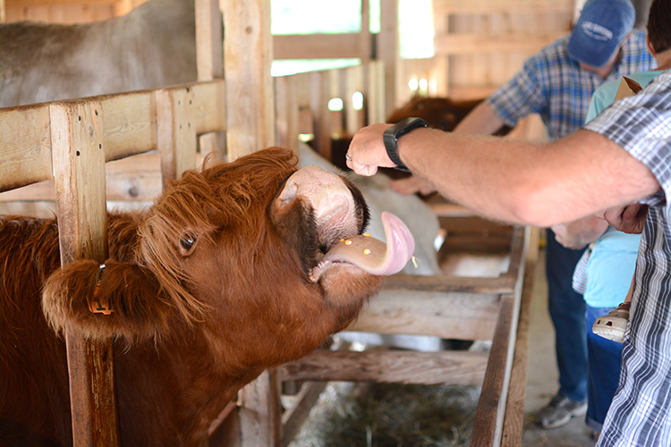 The Farm, Door County | My Darling Days The Farm, Door County | My Darling Days