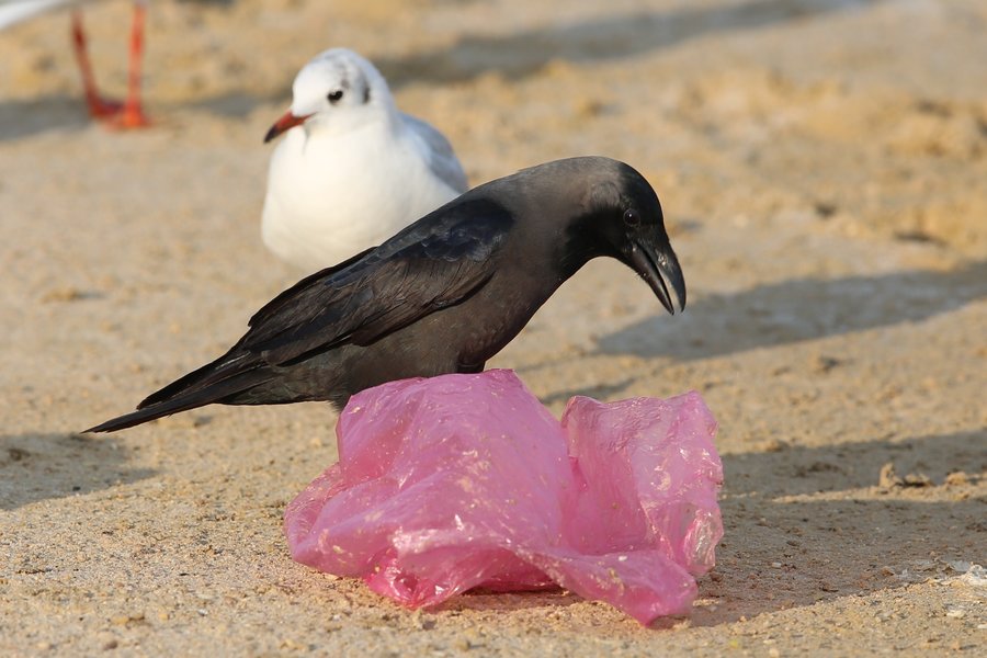 Birds of Saudi Arabia House Crow Al Khobar