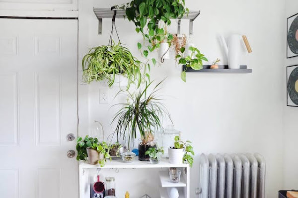 un hogar de alquiler plantas