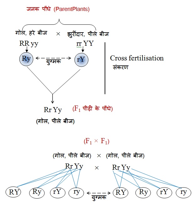 1421320048 Ch 9 Sc 10Image3 - अनुवांशिकता एवं विकास