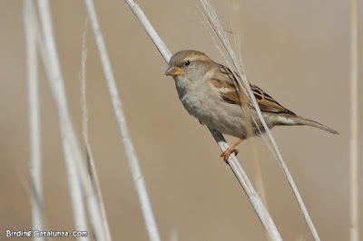 Pardal comú (Passer domesticus)