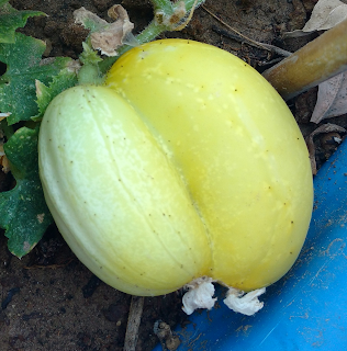 "Olsen" - Miniature White Cucumber Twin