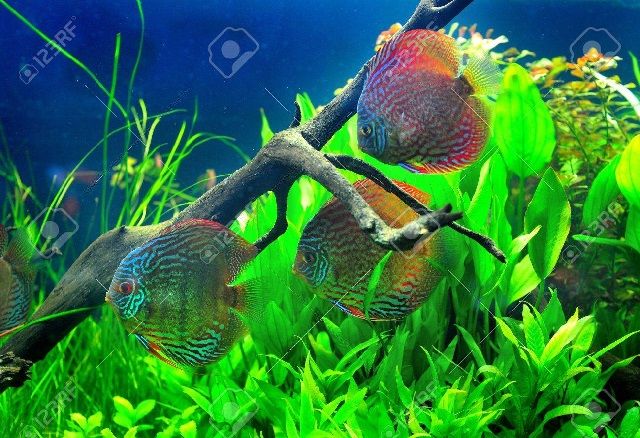 Gambar Ikan dalam Aquarium