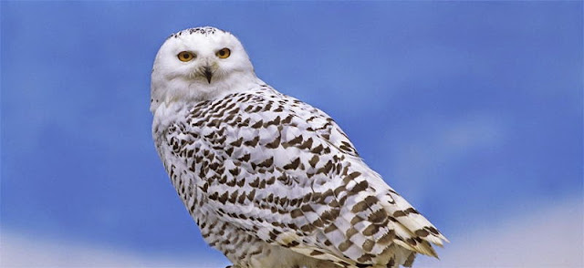 كيف تعيش الحيوانات في القطب الشمالي؟ Animal_adaptations_owls