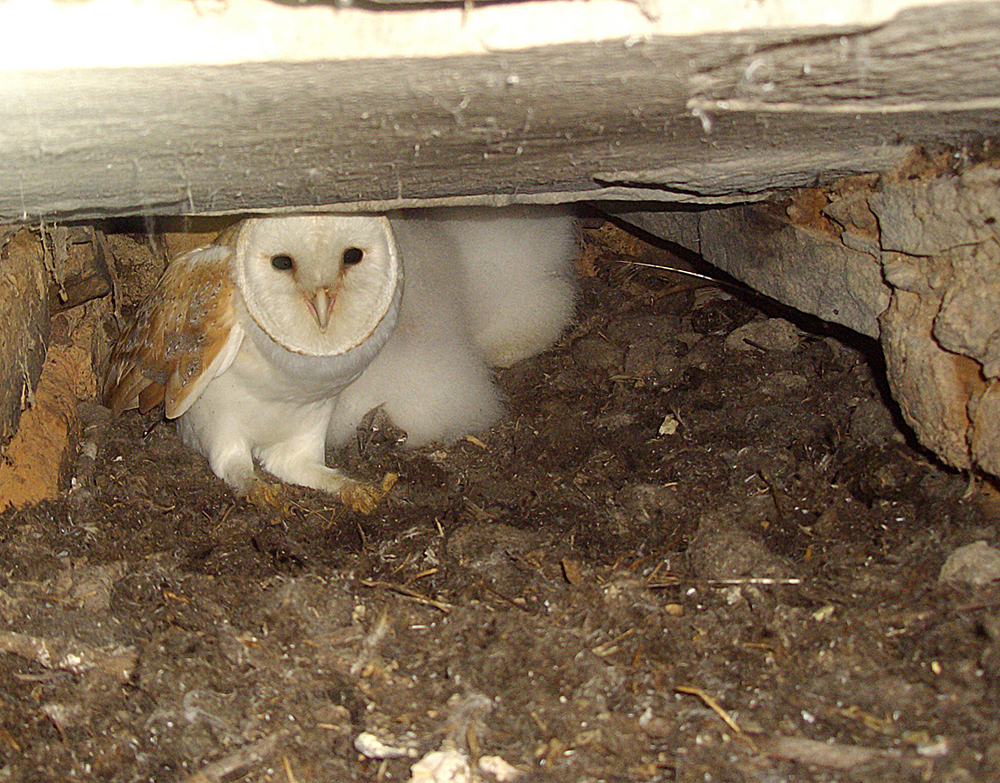 Duhallow Raptor Conservation Project Inside a Barn Owl nest