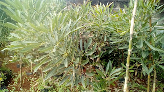 JUAL POHON PELINDUNG,JUAL BIBIT POHON PELINDUNG Jual Pohon Ketang Kencana,Jual Pohon Glodogan Tiang,Jual Pohon Biola Cantik,Jual Pohon Trembesi,Pohon Tabebuya