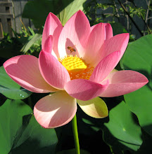 lotus bloom