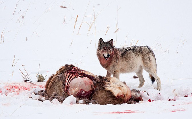 Deformutilation: Wolf Kills