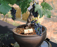  Budidaya  Anggur  dalam  Pot 