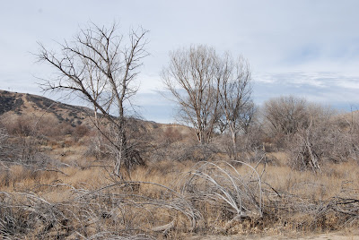 drought landscape ranch