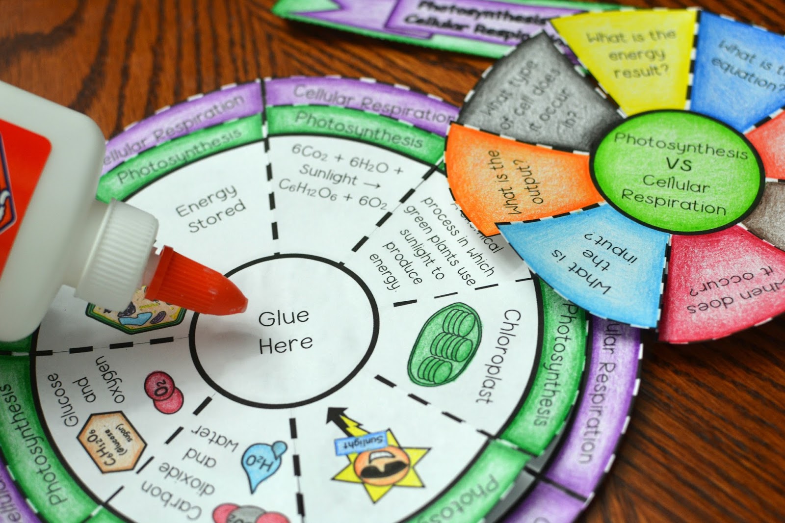 math-in-demand-photosynthesis-vs-cellular-respiration-wheel-foldable