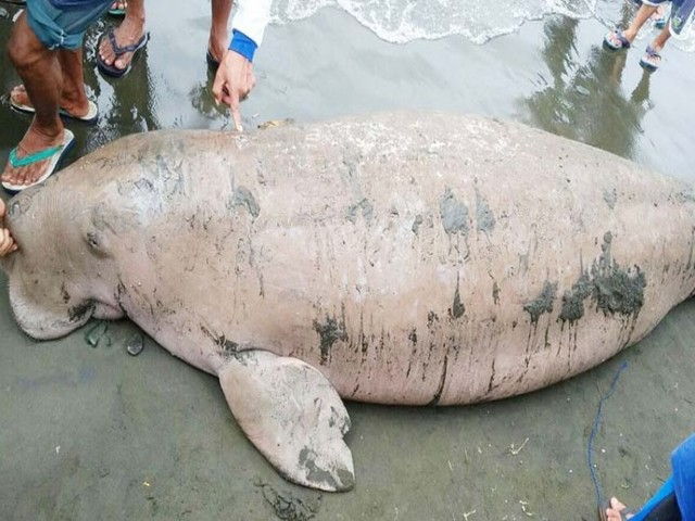 Gambar Ikan Duyung Cantik Hidup dan Jadi Kartun Terbesar