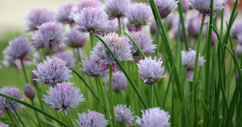 Cebollino Allium Schoenoprasum Cuando Las Flores Tambien Importan