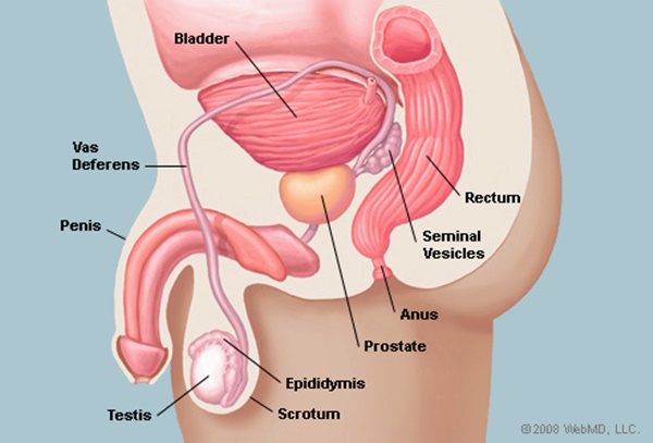 fisiología de la próstata