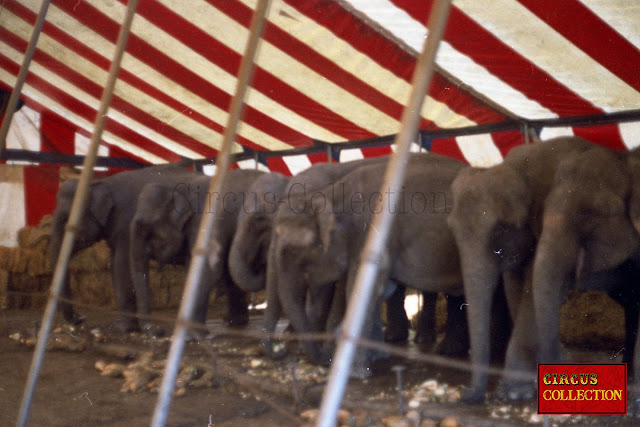 Tente écuries des éléphants du Circo Nacional de Mexico  1971 famille Togni