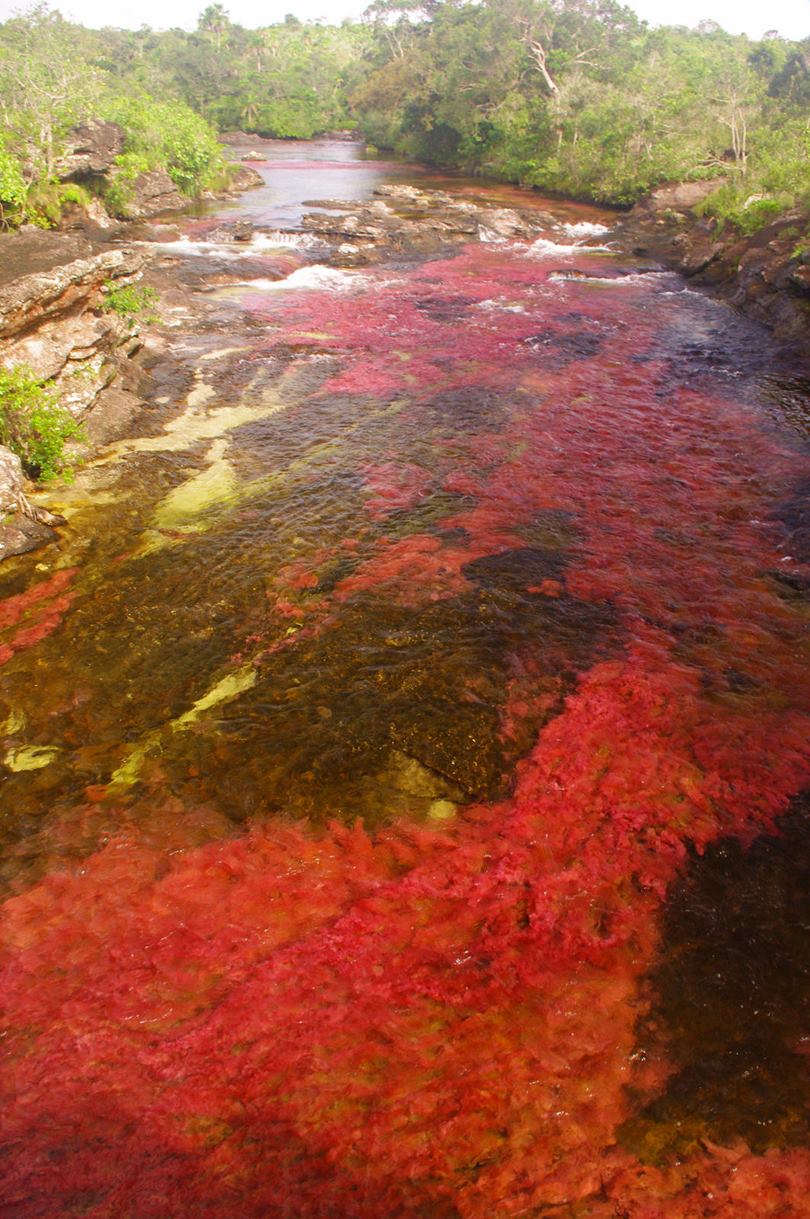 Caño Cristales is a true natural wonder is its color. Its waters are tinted up to five different colors : yellow, blue, red, green and black. All of them reach an unprecedented brightness and intensity in those water