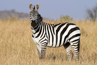 Google-zebra