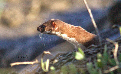 Comadreja (Mustela nivalis)