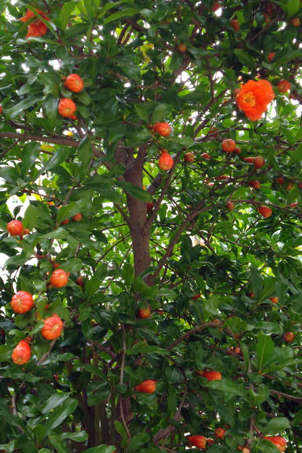 Simple Photography: Pomegranate Tree. From Flowers to The Fruits.