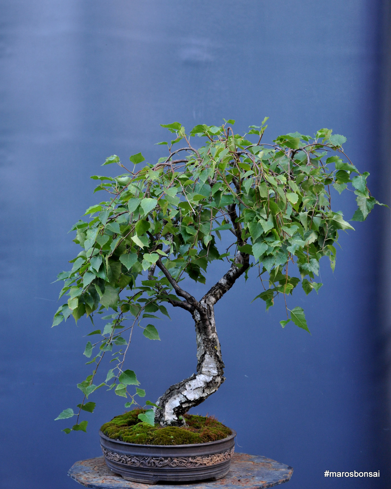 Maros Bonsai Blog Birch "The White Lady"