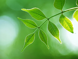 Leaf Wallpaper South Africa 5