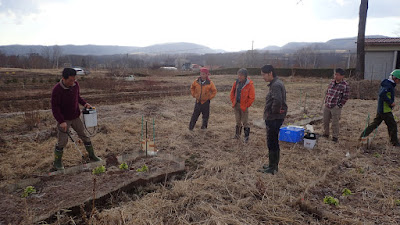 カボチャの植物がカボチャから成長するのにどれくらいかかりますか？