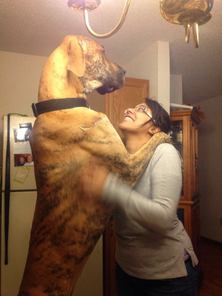 Cute dogs - part 8 (50 pics), a big great dane dog hugs a woman
