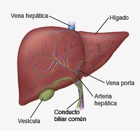 Pengobatan Tradisional Hepatitis